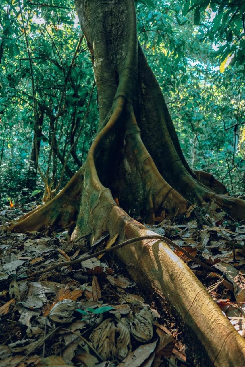 Gaia Amazon Eco Lodge Ahuano Buitenkant foto