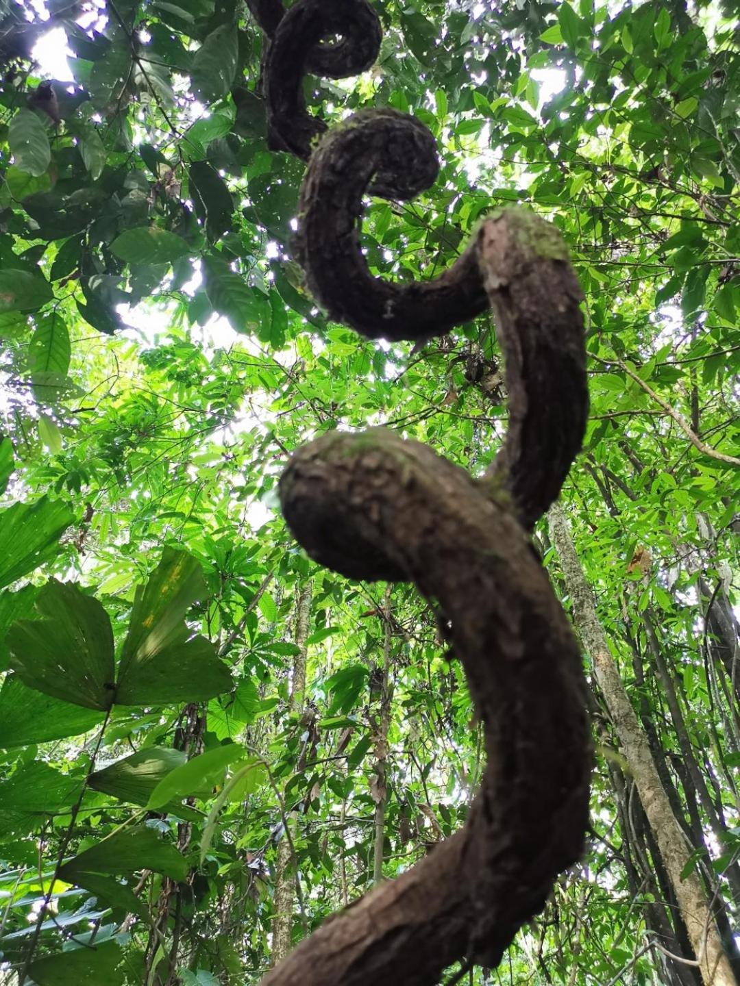 Gaia Amazon Eco Lodge Ahuano Buitenkant foto